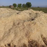 کاه نرم و یونجه قاطی