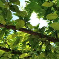 گوجه سبز شهریاری درجه یک