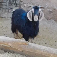 بزغاله گوسفند