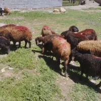 میش و بره قزل افشار