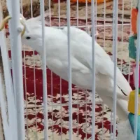 معاوضع عروس البینو|پرنده|کرباسک, |دیوار