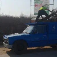 نهال گردو ژنو نهالستان آغاج|گل و گیاه طبیعی|میاندوآب, |دیوار