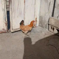 مرغ تخم گزار