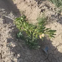 فروش زمین در الوسجرد 562متر