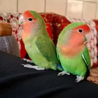 طوطی برزیلی بالغ