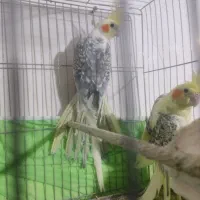 عروس هلندی|پرنده|ارومیه, |دیوار