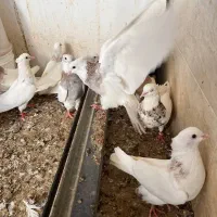 30 تا طوقی|پرنده|شیراز, کفترک|دیوار
