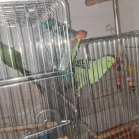 طوطی ملنگو|پرنده|سمنان, |دیوار