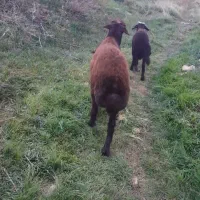 توغلو دامازلیخ قیزیل افشار