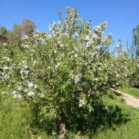 کارگر ساده خانم و آقا