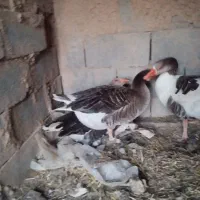 غاز|حیوانات مزرعه|حبیب آباد, |دیوار