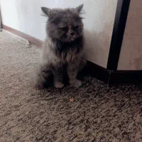 واگذرای