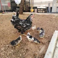 جوجه مرغ و خروس گلین اصل|حیوانات مزرعه|شیراز, شهرک گلستان|دیوار