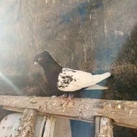 کبوتر سینه سیاه|پرنده|قرچک, مهدیه|دیوار