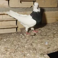 طوقی سیاه ماده