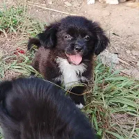 توله سگ پشمالو شیتزوپیکنیز ۲تاماده|سگ|رشت, جانبازان|دیوار