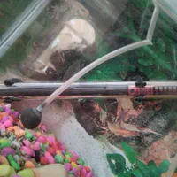 اکواریوم|ماهی|قزوین, |دیوار