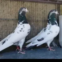 باشی سپه نر گم شده