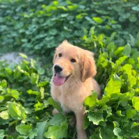 سگ گلدن رتریور