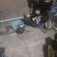 نرماده زاغودوتا تهرانی|پرنده|بیرانوند, |دیوار