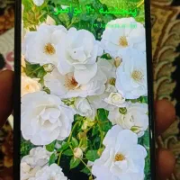 گوشیa34 پلمپ نونو بدون خط وخش|موبایل|نهاوند, |دیوار