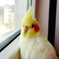 تخم نطفه دار عروس هلندی و برزیلی زورین