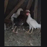 جوجه