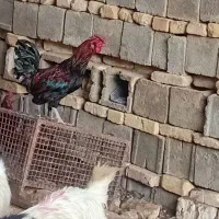 خروس ۴۰تاج|حیوانات مزرعه|رودشت (اصفهان), |دیوار