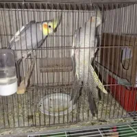 عروس هلندی سالم