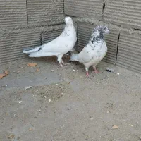 کبوتر