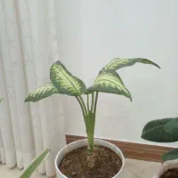 گل طبیعی|گل و گیاه طبیعی|فردیس, فردیس|دیوار