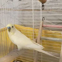 مرغ عشق نر بالغ