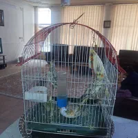 عروس هلندی|پرنده|شاهین‌شهر, حافظ جنوبی|دیوار