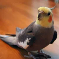 جفت عروس هلندی مولد خانگی|پرنده|مرودشت, فاز اول شهرک فرهنگیان|دیوار