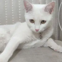 گربه نژاد بیریتیش 7 ماهه ، ماده