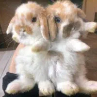 مرکز تخصص خرگوش جیبی/مولتی لوپ سوپرفلت/مینیاتوری