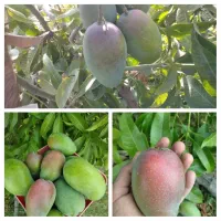 نهال انبه پیوندی رودان برنطین|گل و گیاه طبیعی|رودان, |دیوار