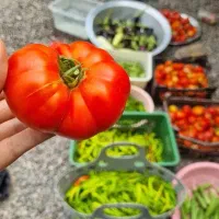 نهال گوجه محلی، بادمجان، گوجه ریز