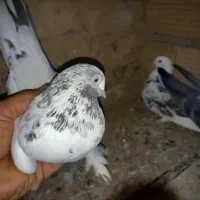 کبوترپرشی|پرنده|پاکدشت, پاکدشت (مامازند)|دیوار