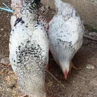یک جفت مرغ و خروس دورگه ۶ ماهه