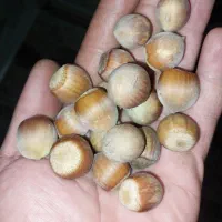 فندق تازه درجه یک درشت