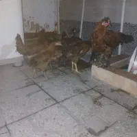 مرغ وخروس