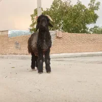 بره قوچ(کوه)میش وقوچ اصیل بختیاری