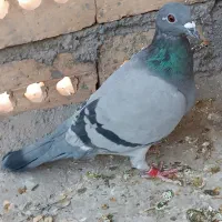 کبوتر سبز ماده|پرنده|تربت جام, معدآباد|دیوار