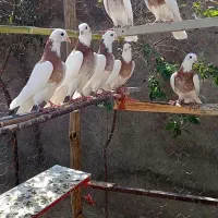کبوتر طوقی|پرنده|ساوه, |دیوار