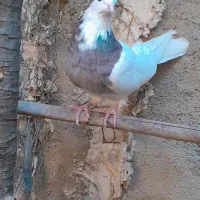 کبوتر طوقی|پرنده|خان ببین, |دیوار