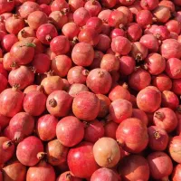 ۵۰۰ کیلو انار رباب ایج