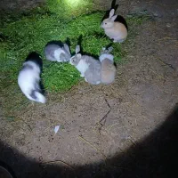 شیش عدد خرگوش بالغ|موش و خرگوش|رضوانشهر, |دیوار