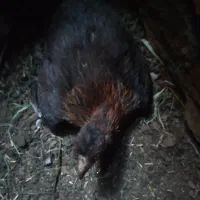 یک عدد نوچه کت شده