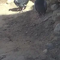 سلام یک جوجه قهر و یک سبز نر قرقرو